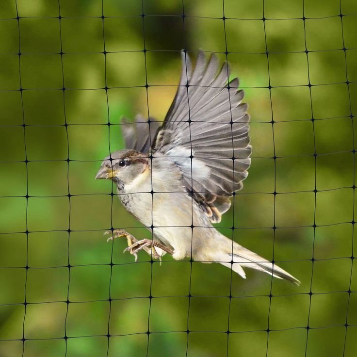 Bird Nets Coimbatore